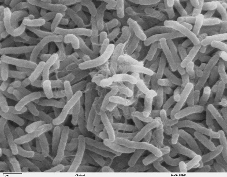 Bacteries