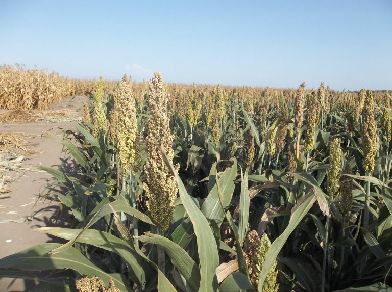 Campagne agricole tchad