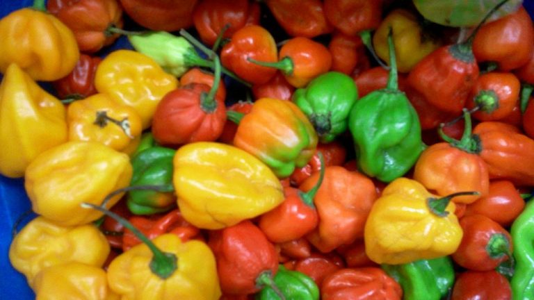 Piment