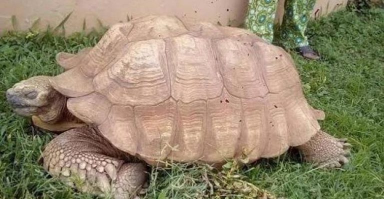La Plus Vieille Tortue Du Monde 344 Ans La plus vieille tortue d’Afrique, morte à l’âge de 344 ans au Nigeria
