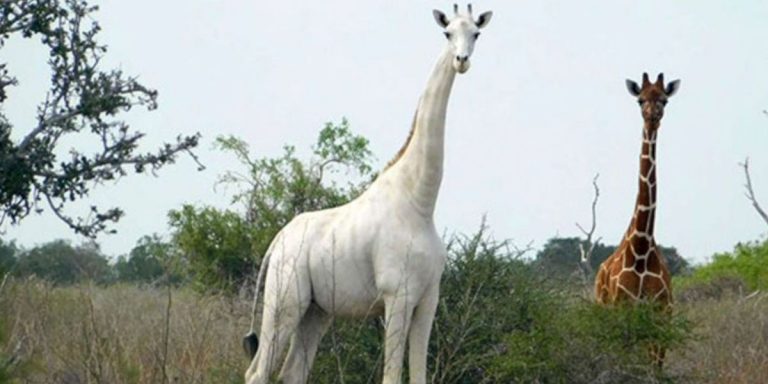 la-girafe-blanche-a-suscite