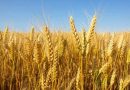 Cameroun : Le pays va importer la farine du blé de la Turquie
