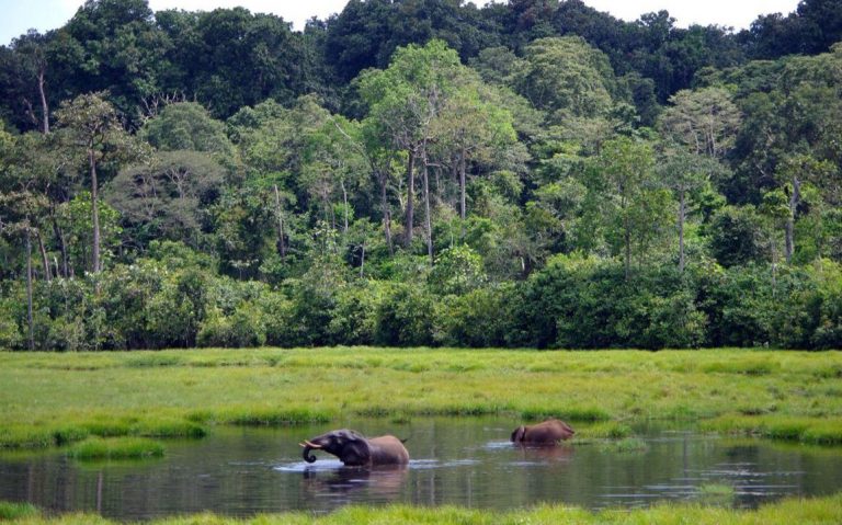 Doumenge-Elephants-PNNouabale-Ndoki2.jpeg