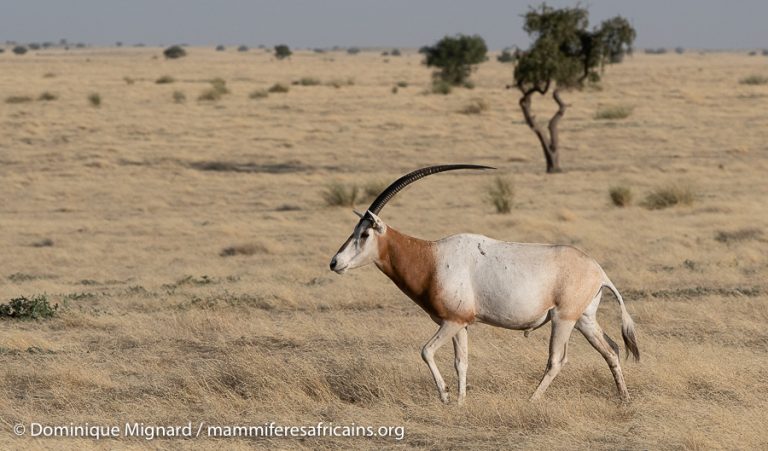 Oryx_Ouadi_Achaim_Tchad