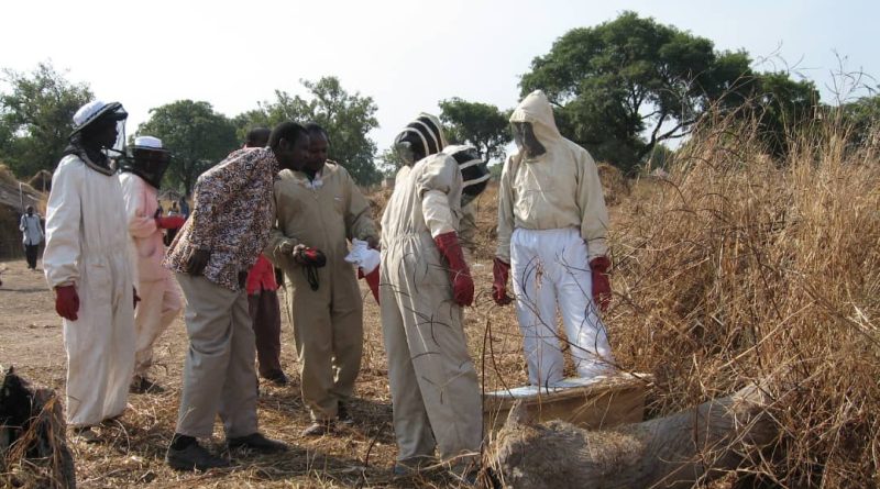 Société : L’initiative de l’apiculture Kul-Tej à Koumogo enregistre des progrès significatifs