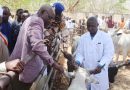Santé animale : Le ministre de l’Élevage supervise la vaccination dans le département des Monts de Lam