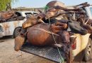 N’Djaména : Les autorités saisissent des carcasses issues d’abattages illégaux