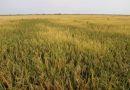 Mayo-Kebbi Est : Le CEMGA évalue le projet pilote de riziculture en contre-saison initié par l’OGEMIP