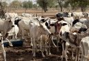 Tchad : Le PRAPS 2 dynamise l’embouche bovine dans le Guéra