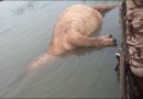 Moyen-Chari : Un hippopotame retrouvé mort dans le canton Banda