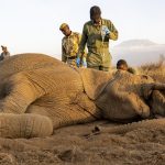 Kenya : Une mystérieuse maladie tue au moins 19 éléphants