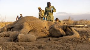 Kenya : Une mystérieuse maladie tue au moins 19 éléphants