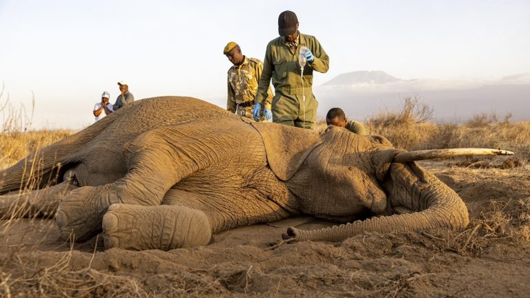elephants-mort-kenya