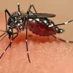 aedes-aegypti-bangladesh-dengue-1200x720