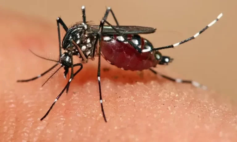 aedes-aegypti-bangladesh-dengue-1200x720